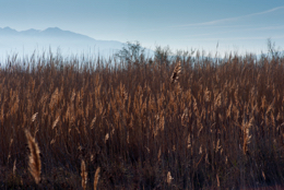 Common-Reed,-Kaleidos,-Kaleidos-images,-Phragmites-australis,-Reed,-Roseau,-Roseau-à-balais,-Roseau-commun,-Roseaux,-Sagne,-Tarek-Charara