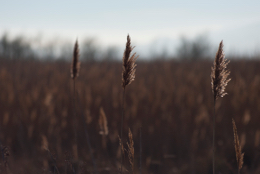Common-Reed;Kaleidos;Kaleidos-images;Phragmites-australis;Reed;Tarek-Charara