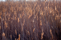 Common-Reed;Kaleidos;Kaleidos-images;Phragmites-australis;Reed;Tarek-Charara