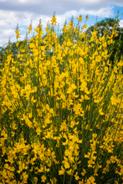 Arbustes;Fabaceae;Genêt;Kaleidos;Kaleidos-images;Plantes;Plants;Shrubs;Spartium-junceum;Tarek-Charara;Yellow
