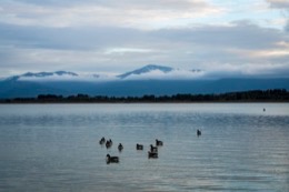 Albera;Ducks;France;Kaleidos;Kaleidos-images;La-parole-à-limage;Lake-of-Villeneuve;Lake-of-Villeneuve-de-la-Raho;Lakes;Landscapes;Pyrenees;Pyrénées-Orientales;Tarek-Charara;Villeneuve-de-la-Raho