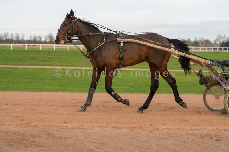 Domaine de Grosbois;Drivers;French Trotters;Grosbois;Harness racing;Horse;Horses;Kaleidos;Kaleidos images;Marolles-en-Brie;Sulkies;Sulky;Tarek Charara;Trot;Trotters;Trotting