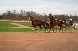 Domaine-de-Grosbois;Drivers;French-Trotters;Grosbois;Harness-racing;Horse;Horses;Kaleidos;Kaleidos-images;Marolles-en-Brie;Sulkies;Sulky;Tarek-Charara;Trot;Trotters;Trotting