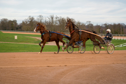 Domaine-de-Grosbois;Drivers;French-Trotters;Grosbois;Harness-racing;Horse;Horses;Kaleidos;Kaleidos-images;Marolles-en-Brie;Sulkies;Sulky;Tarek-Charara;Trot;Trotters;Trotting