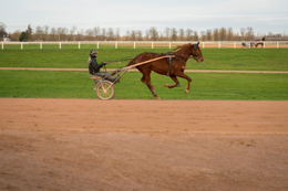 Domaine-de-Grosbois;Drivers;French-Trotters;Grosbois;Harness-racing;Horse;Horses;Kaleidos;Kaleidos-images;Marolles-en-Brie;Sulkies;Sulky;Tarek-Charara;Trot;Trotters;Trotting
