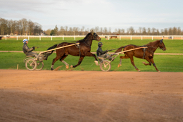 Domaine-de-Grosbois;Drivers;French-Trotters;Grosbois;Harness-racing;Horse;Horses;Kaleidos;Kaleidos-images;Marolles-en-Brie;Sulkies;Sulky;Tarek-Charara;Trot;Trotters;Trotting