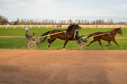 Domaine-de-Grosbois;Drivers;French-Trotters;Grosbois;Harness-racing;Horse;Horses;Kaleidos;Kaleidos-images;Marolles-en-Brie;Sulkies;Sulky;Tarek-Charara;Trot;Trotters;Trotting