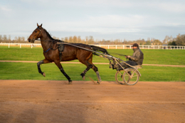 Domaine-de-Grosbois;Drivers;French-Trotters;Grosbois;Harness-racing;Horse;Horses;Kaleidos;Kaleidos-images;Marolles-en-Brie;Sulkies;Sulky;Tarek-Charara;Trot;Trotters;Trotting;Philippe-Allaire
