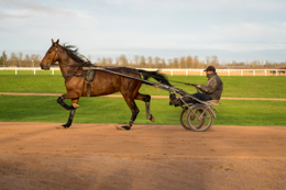 Domaine-de-Grosbois;Drivers;French-Trotters;Grosbois;Harness-racing;Horse;Horses;Kaleidos;Kaleidos-images;Marolles-en-Brie;Sulkies;Sulky;Tarek-Charara;Trot;Trotters;Trotting;Philippe-Allaire