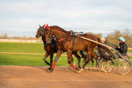 Domaine-de-Grosbois;Drivers;French-Trotters;Grosbois;Harness-racing;Horse;Horses;Kaleidos;Kaleidos-images;Marolles-en-Brie;Sulkies;Sulky;Tarek-Charara;Trot;Trotters;Trotting