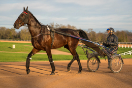 Domaine-de-Grosbois;Drivers;French-Trotters;Grosbois;Harness-racing;Horse;Horses;Kaleidos;Kaleidos-images;Marolles-en-Brie;Sulkies;Sulky;Tarek-Charara;Trot;Trotters;Trotting;Bazire;Jean-Michel-Bazire