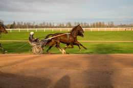Domaine-de-Grosbois;Drivers;French-Trotters;Grosbois;Harness-racing;Horse;Horses;Kaleidos;Kaleidos-images;Marolles-en-Brie;Sulkies;Sulky;Tarek-Charara;Trot;Trotters;Trotting