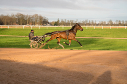 Domaine-de-Grosbois;Drivers;French-Trotters;Grosbois;Harness-racing;Horse;Horses;Kaleidos;Kaleidos-images;Marolles-en-Brie;Sulkies;Sulky;Tarek-Charara;Trot;Trotters;Trotting;Philippe-Allaire