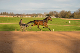 Domaine-de-Grosbois;Drivers;French-Trotters;Grosbois;Harness-racing;Horse;Horses;Kaleidos;Kaleidos-images;Marolles-en-Brie;Sulkies;Sulky;Tarek-Charara;Trot;Trotters;Trotting;Philippe-Allaire