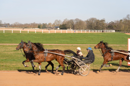 Domaine-de-Grosbois;Drivers;French-Trotters;Grosbois;Harness-racing;Horse;Horses;Kaleidos;Kaleidos-images;Marolles-en-Brie;Sulkies;Sulky;Tarek-Charara;Trot;Trotter;Trotters;Trotting