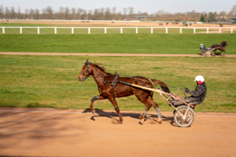 Domaine-de-Grosbois;Drivers;French-Trotters;Grosbois;Harness-racing;Horse;Horses;Kaleidos;Kaleidos-images;Marolles-en-Brie;Sulkies;Sulky;Tarek-Charara;Trot;Trotter;Trotters;Trotting