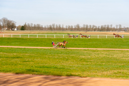 Domaine-de-Grosbois;Drivers;French-Trotters;Grosbois;Harness-racing;Horse;Horses;Kaleidos;Kaleidos-images;Marolles-en-Brie;Sulkies;Sulky;Tarek-Charara;Trot;Trotter;Trotters;Trotting