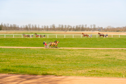 Domaine-de-Grosbois;Drivers;French-Trotters;Grosbois;Harness-racing;Horse;Horses;Kaleidos;Kaleidos-images;Marolles-en-Brie;Sulkies;Sulky;Tarek-Charara;Trot;Trotter;Trotters;Trotting
