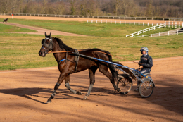 Domaine-de-Grosbois;Drivers;French-Trotters;Grosbois;Harness-racing;Horse;Horses;Kaleidos;Kaleidos-images;Marolles-en-Brie;Sulkies;Sulky;Tarek-Charara;Trot;Trotter;Trotters;Trotting