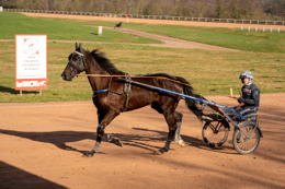 Domaine-de-Grosbois;Drivers;French-Trotters;Grosbois;Harness-racing;Horse;Horses;Kaleidos;Kaleidos-images;Marolles-en-Brie;Sulkies;Sulky;Tarek-Charara;Trot;Trotter;Trotters;Trotting