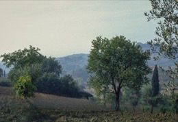Désirée-Sadek;Fields;Italy;Kaleidos-images;La-parole-à-limage;Toscana;Trees