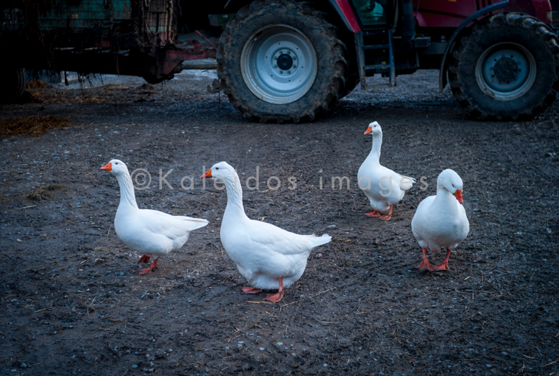 Farms;Geese;Goose;Kaleidos;Kaleidos images;Tarek Charara;La parole à l'image;NRW;Nordrhein-Westfalen;North Rhine-Westphalia;Düsseldorf;Duesseldorf;Dusseldorf;White;White goose;White geese