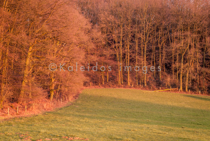 Clearings;Evening;Forests;Kaleidos;Kaleidos images;Landscapes;Tarek Charara;Winter;Woods;La parole à l'image;NRW;Nordrhein-Westfalen;North Rhine-Westphalia;Düsseldorf;Duesseldorf;Dusseldorf