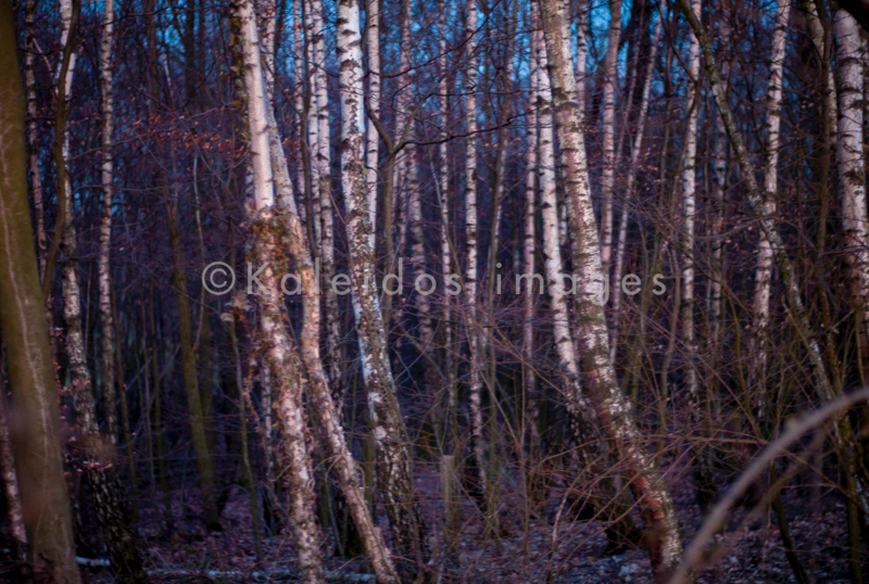 Betula;Birch;Evening;Forests;Kaleidos;Kaleidos images;Landscapes;Tarek Charara;Trees;Winter;Woods;La parole à l'image;NRW;Nordrhein-Westfalen;North Rhine-Westphalia;Düsseldorf;Duesseldorf;Dusseldorf