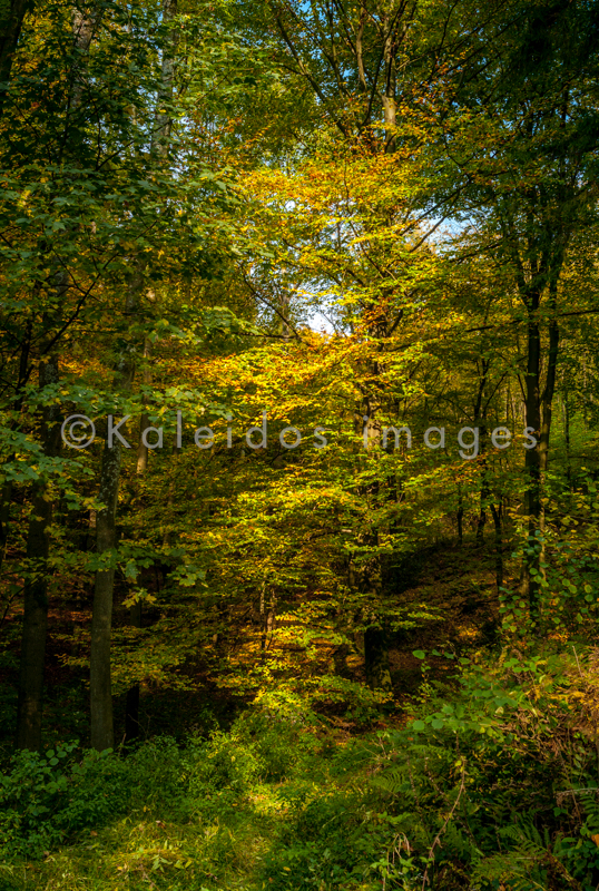 Autumn;Colors;Colours;Forests;Kaleidos;Kaleidos images;Landscapes;Leaves;Tarek Charara;NRW;Nordrhein-Westfalen;North Rhine-Westphalia;Solingen;La parole à l'image;Autumn