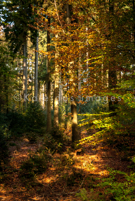 Autumn;Colors;Colours;Forests;Kaleidos;Kaleidos images;Landscapes;Leaves;Tarek Charara;NRW;Nordrhein-Westfalen;North Rhine-Westphalia;Solingen;La parole à l'image;Autumn