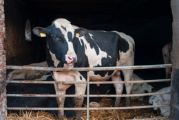 Bos;Bos-Taurus;Bovidae;Cattle;Cows;Farms;Kaleidos;Kaleidos-images;Tarek-Charara;La-parole-à-limage;NRW;Nordrhein-Westfalen;North-Rhine-Westphalia;Düsseldorf;Duesseldorf;Dusseldorf