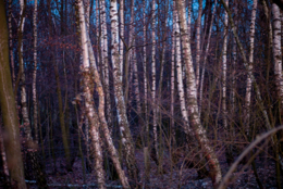 Betula;Birch;Evening;Forests;Kaleidos;Kaleidos-images;Landscapes;Tarek-Charara;Trees;Winter;Woods;La-parole-à-limage;NRW;Nordrhein-Westfalen;North-Rhine-Westphalia;Düsseldorf;Duesseldorf;Dusseldorf
