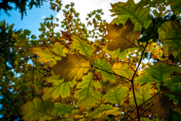 Autumn;Colors;Colours;Forests;Kaleidos;Kaleidos-images;Landscapes;Leaves;Tarek-Charara;NRW;Nordrhein-Westfalen;North-Rhine-Westphalia;Solingen;La-parole-à-limage;Autumn