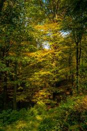 Autumn;Colors;Colours;Forests;Kaleidos;Kaleidos-images;Landscapes;Leaves;Tarek-Charara;NRW;Nordrhein-Westfalen;North-Rhine-Westphalia;Solingen;La-parole-à-limage;Autumn