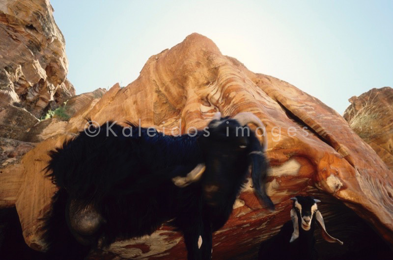 Tarek Charara;Kaleidos;Kaleïdos;Kaleidos images;UNESCO;World Heritage;Graves;Tombs;History;Nabateans;Petra;Jordan;Goats