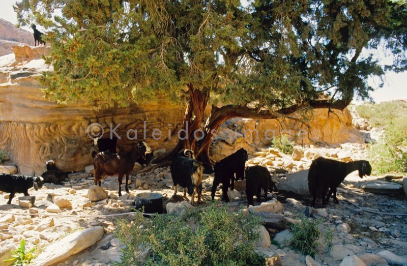 Tarek Charara;Kaleidos;Kaleïdos;Kaleidos images;Middle East;Middle-East;UNESCO;World Heritage;Graves;Tombs;History;Nabateans;Petra;Jordan;Shade
