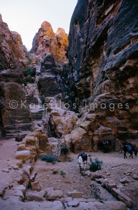 Tarek Charara;La parole à l'image;UNESCO;World Heritage;Donkeys;Petra;Jordan;Khazneh;Al Khazneh