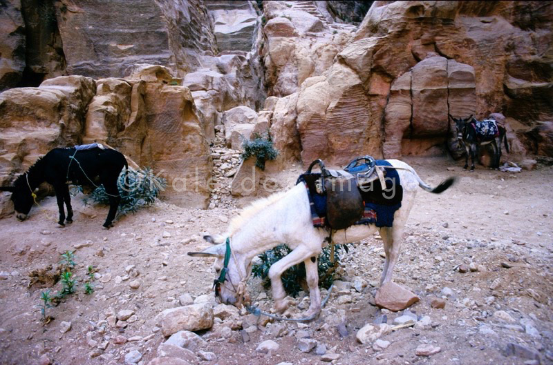 Tarek Charara;La parole à l'image;UNESCO;World Heritage;Donkeys;Petra;Jordan;Khazneh;Al Khazneh