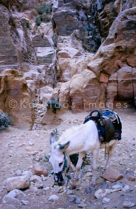 Tarek Charara;La parole à l'image;UNESCO;World Heritage;Donkeys;Petra;Jordan;Khazneh;Al Khazneh