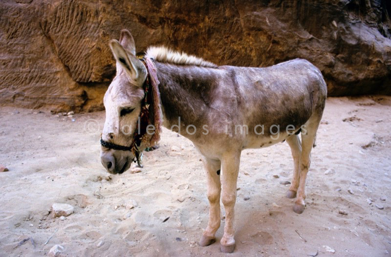 Tarek Charara;La parole à l'image;UNESCO;World Heritage;Donkeys;Petra;Jordan;Khazneh;Al Khazneh