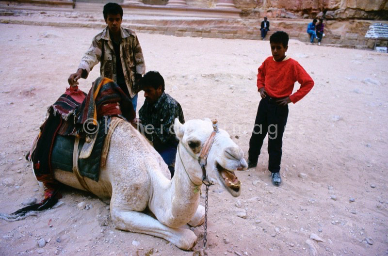 Tarek Charara;;Kaleidos images;La parole à l'image;UNESCO;World Heritage;Dromedaries;Dromedary;Bedouins;History;Nabateans;Petra;Jordan;Khazneh;Al Khazneh
