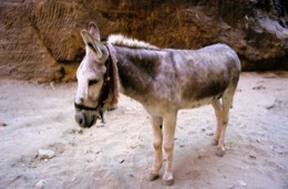 Tarek-Charara;La-parole-à-limage;UNESCO;World-Heritage;Donkeys;Petra;Jordan;Khazneh;Al-Khazneh