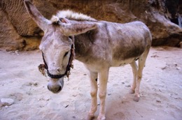 Tarek-Charara;La-parole-à-limage;UNESCO;World-Heritage;Donkeys;Petra;Jordan;Khazneh;Al-Khazneh