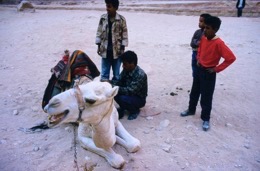 Tarek-Charara;;Kaleidos-images;La-parole-à-limage;UNESCO;World-Heritage;Dromedaries;Dromedary;Bedouins;History;Nabateans;Petra;Jordan;Khazneh;Al-Khazneh