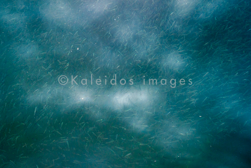 Fingerlings;Fish;Juvenile fish;Kaleidos;Kaleidos images;Lebanon;Middle East;Near East;Tarek Charara;Water