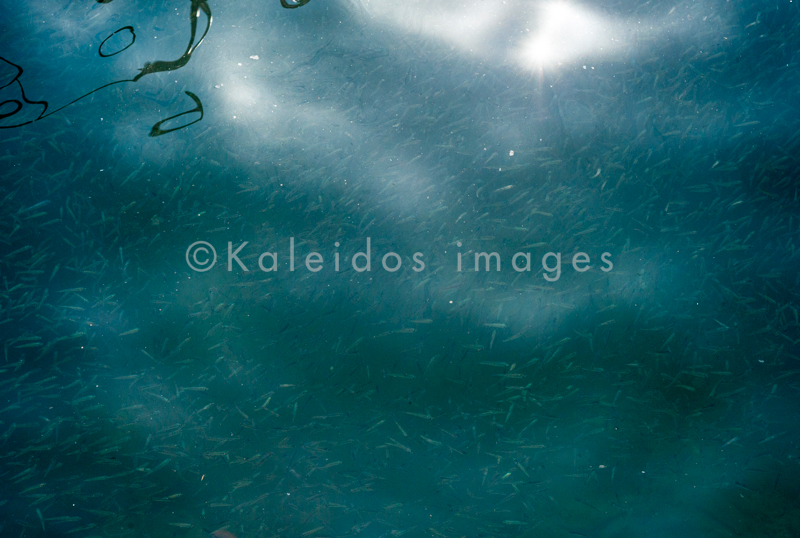 Fingerlings;Fish;Juvenile fish;Kaleidos;Kaleidos images;Lebanon;Middle East;Near East;Tarek Charara;Water