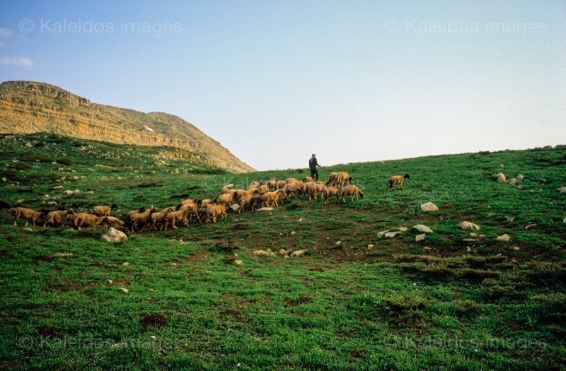 Kaleidos;Kaleidos images;La parole à l'image;Laklouk;Landscapes;Laqlouq;Lebanon;Man;Men;Moutons;People;Personnages;Ruminants;Sheep;Tarek Charara
