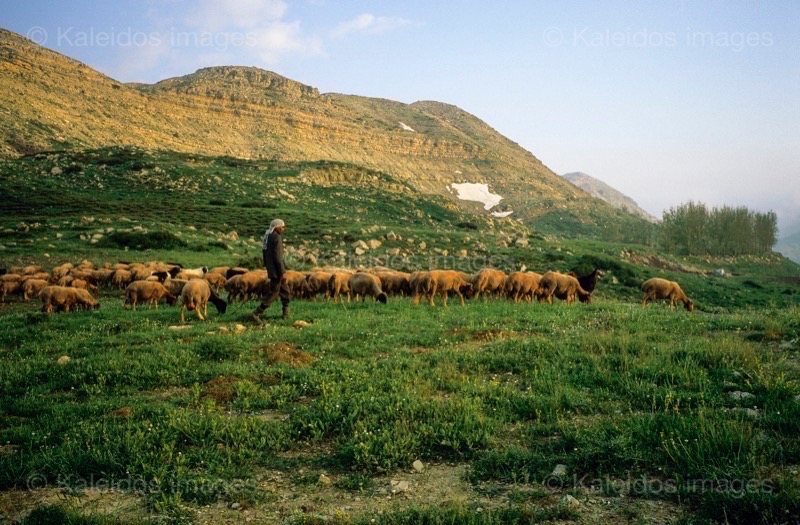 Kaleidos;Kaleidos images;La parole à l'image;Laklouk;Landscapes;Laqlouq;Lebanon;Man;Men;Moutons;People;Personnages;Ruminants;Sheep;Tarek Charara