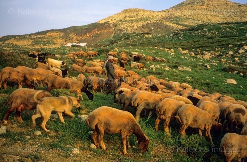 Dogs;Kaleidos;Kaleidos images;La parole à l'image;Laklouk;Landscapes;Laqlouq;Lebanon;Man;Men;Moutons;People;Personnages;Ruminants;Sheep;Tarek Charara
