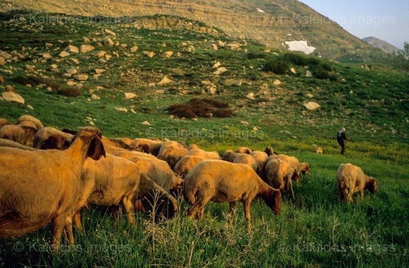Kaleidos;Kaleidos images;La parole à l'image;Laklouk;Landscapes;Laqlouq;Lebanon;Man;Men;Moutons;People;Personnages;Ruminants;Sheep;Tarek Charara